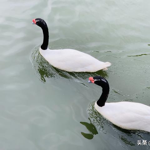 广州动物园都有什么玩的？