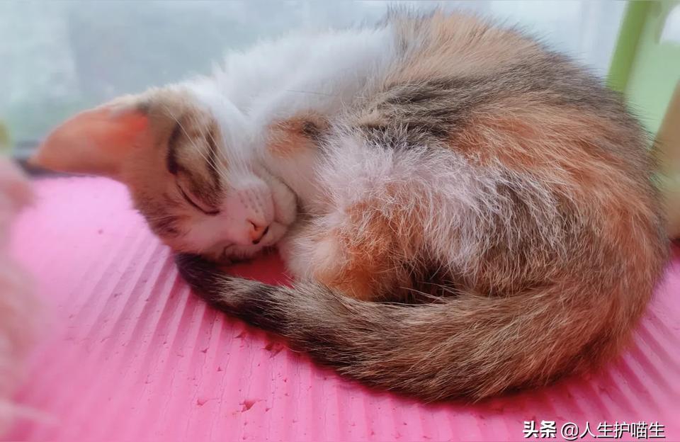 梦见被猫咬