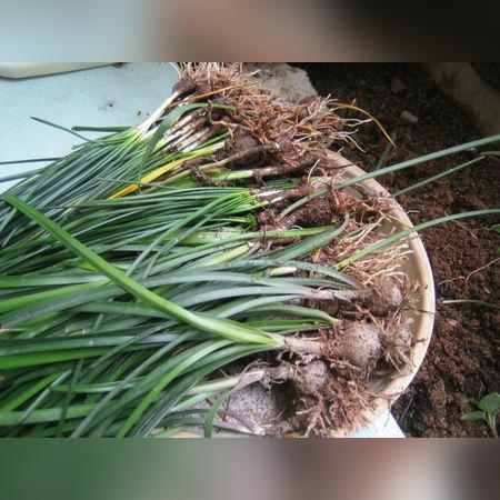 韭菜放什么肥料好
