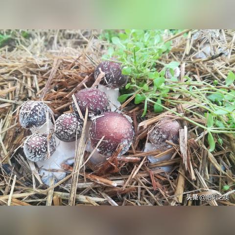 东北含氧量大约多少？