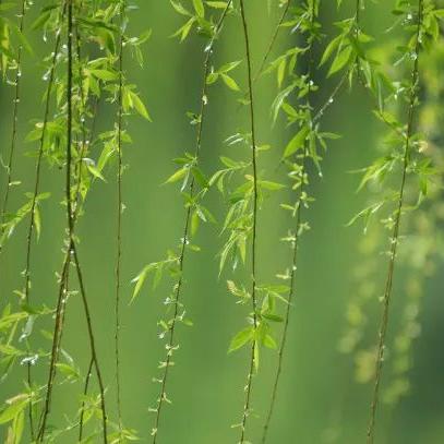 清明西安上课相关长尾关键词有哪些