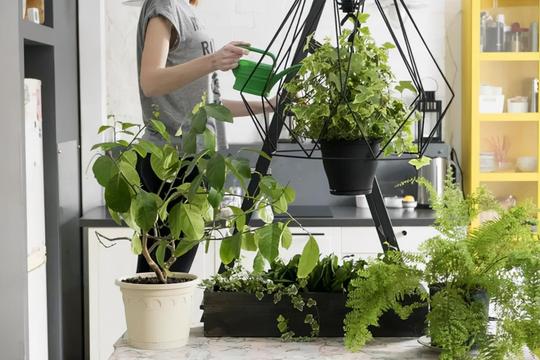 改善空气质量，就选这10种植物，效果不比专业的空气净化器差