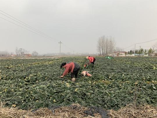 信阳菜农向武汉捐赠50吨蔬菜，希望征集爱心车辆帮助运输