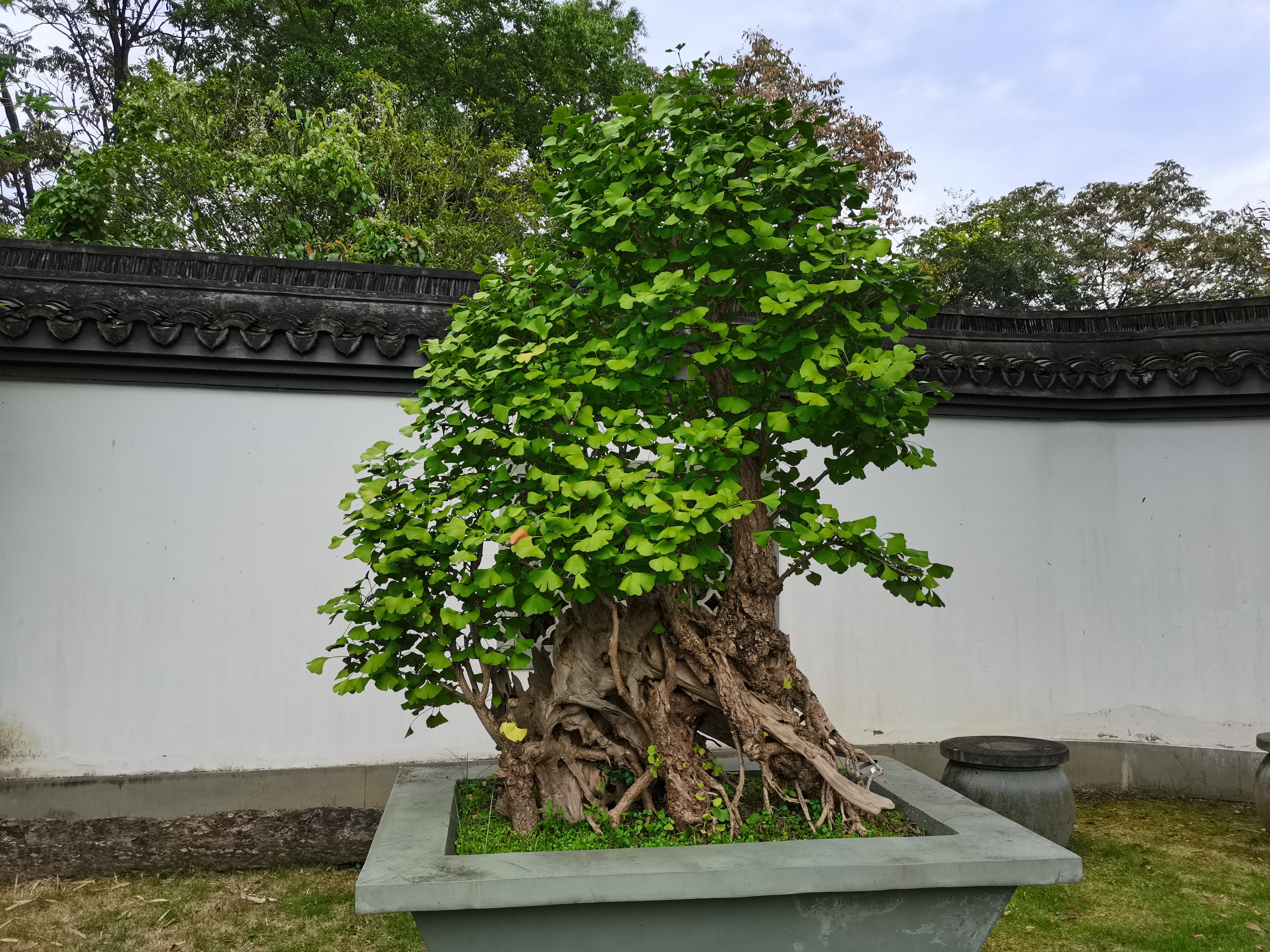 盆栽市场杭州,上海粉黛子几月份开?