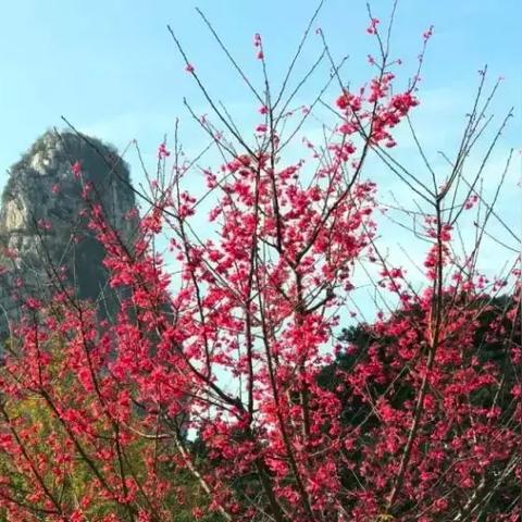 桂林春天周边游记相关长尾关键词有哪些