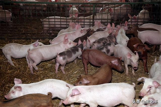 为腹泻宝宝调制断奶食品