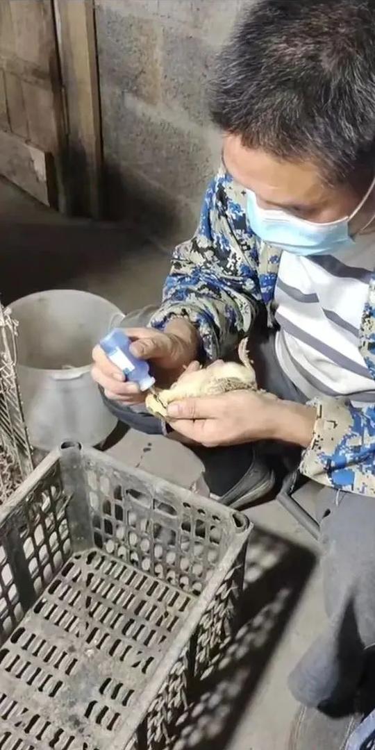 从卖天麻到卖脱温鸡月入3万！养鸡创业不是梦