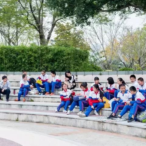 厦门市市树是什么