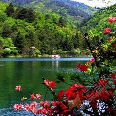 济南哪里有桃树枝？