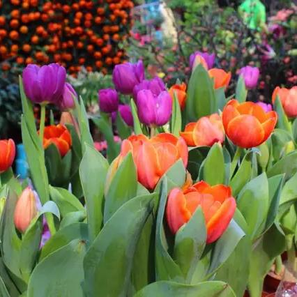 上海的奶牛雕塑有哪些