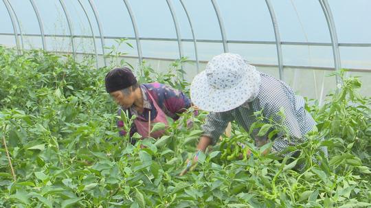 秦州：“蔬菜大棚”成为贫困群众“造血器官”