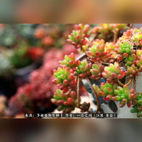 八字小白零基础到入门自学指南