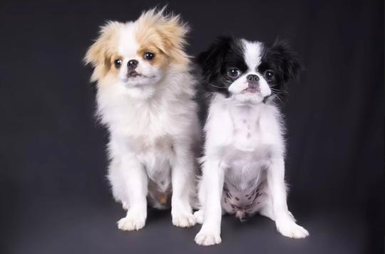 柴犬、秋田犬很流行，但日本还有一种古老冷门的狗狗：日本狆