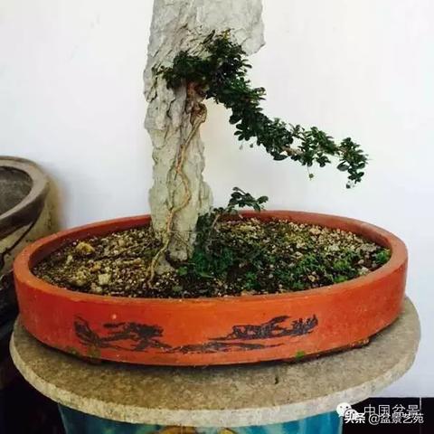 小叶福建茶养殖方法和注意事项？