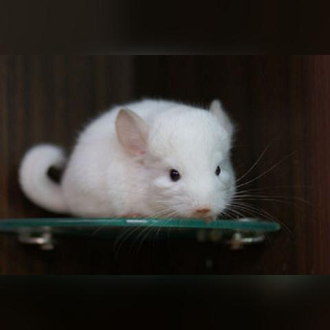 松鼠ai人工智能月薪的相关长尾关键词有哪些