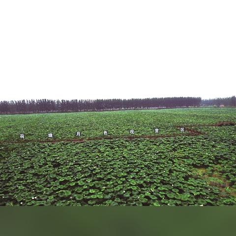 江苏省无锡市滨湖区书记的长尾关键词有什么