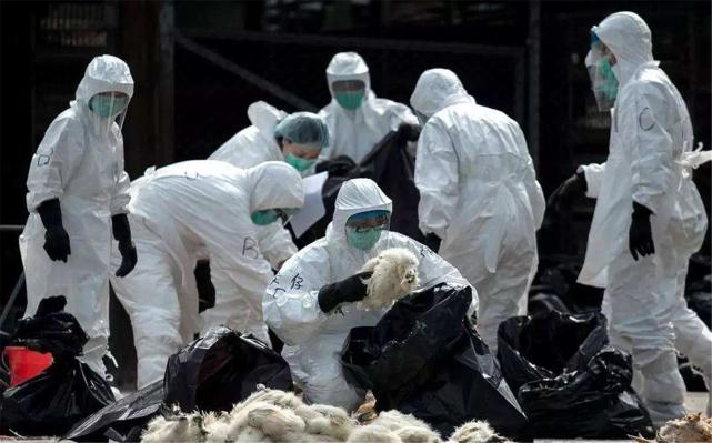 山西发生野生天鹅禽流感疫情
/山西发生野生天鹅禽流感疫情最新消息 山西发生野生天鹅禽流感疫情
/山西发生野生天鹅禽流感疫情最新消息