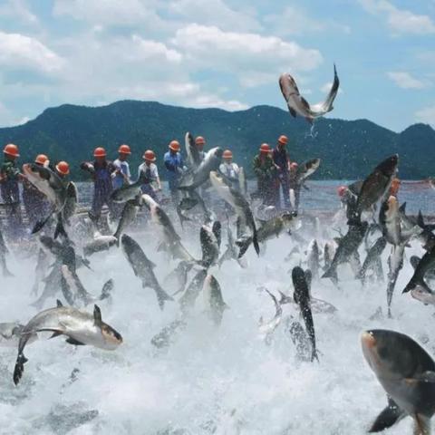 河南卖活鱼怎么样