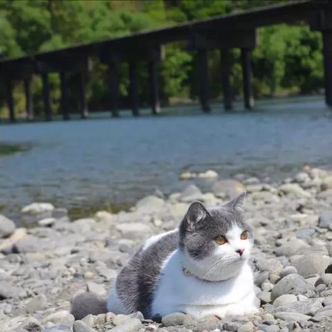 猫咪酱厦门的相关长尾关键词有哪些