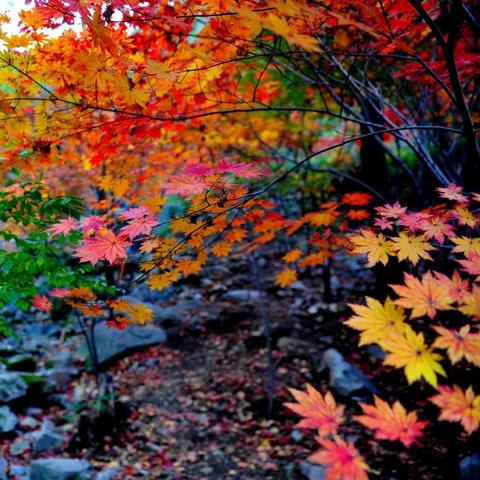 济南秋天浪漫的地方？