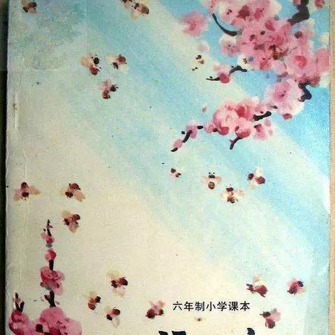 梧桐的特点是什么小学语文？