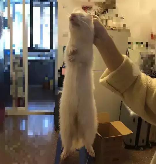 这些冷门宠物，你养过吗？