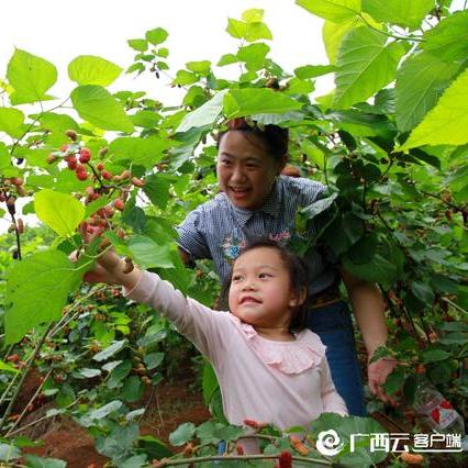 桑葚果采摘园 南宁的相关长尾关键词有哪些