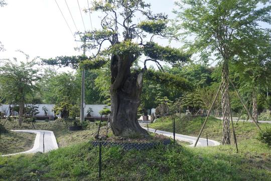 这里盆景俏，那里花儿艳——这个五一温江不简单