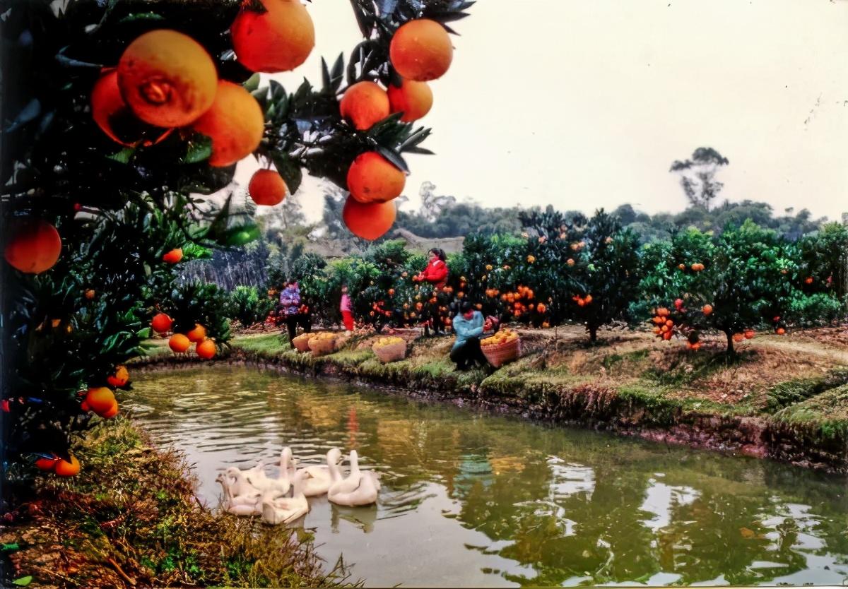 丘陵山地柑橘種植手藝要點(diǎn)_漢中特產(chǎn)生果是哪一個