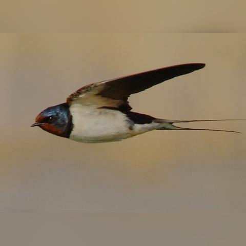 天津蓝巢吊厂怎么样