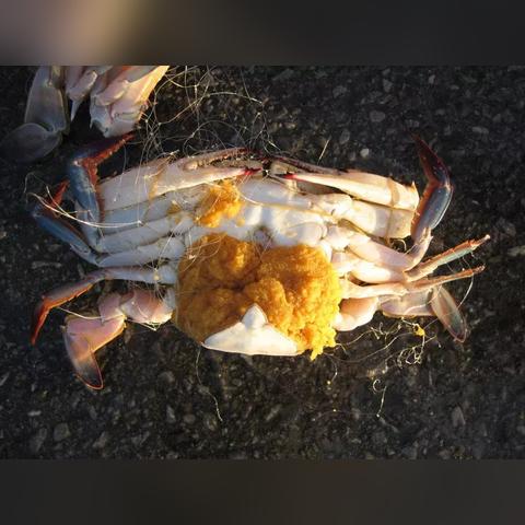 温州市禁渔通知的长尾关键词有什么