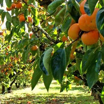 西安市什么地方有菊花展