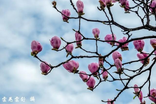关于玉兰花的诗句