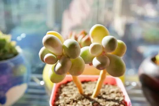 招募令丨多肉植物diy，拥抱你的春日“小鲜肉”