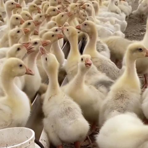 河北省保定市涿州市林屯乡的长尾关键词有什么