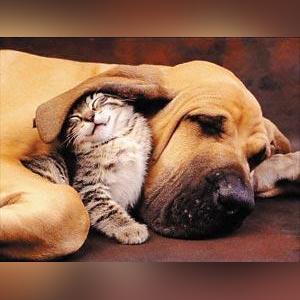 广州市狗死后火化多少钱