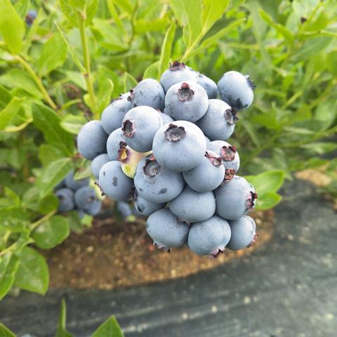 临沂市哪里买昆明犬便宜