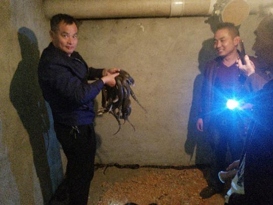 养蛇赚钱技术培训，湖南蛇王龚新国老师在湖南眼镜蛇养蛇基地现场
