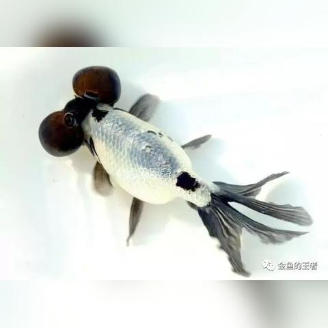 深圳鸡蛋配送相关长尾关键词有哪些