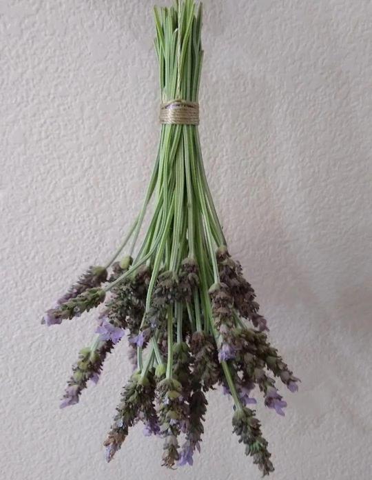 卧室别养这8种花，香得头昏脑涨，对身体有大害处！