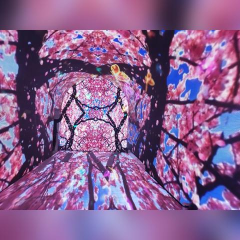 [苏州紫藤隧道]相关长尾关键词有哪些