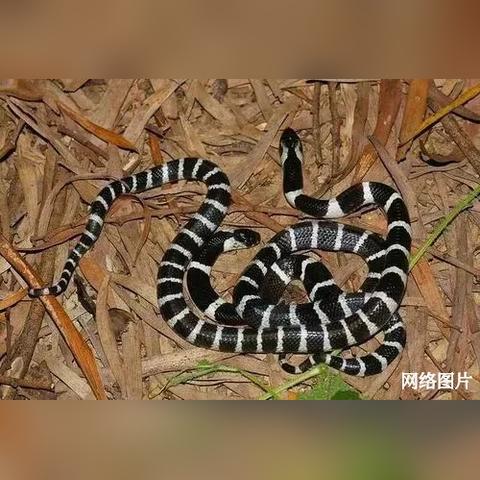 广东省佛山市孵化厂的长尾关键词有什么