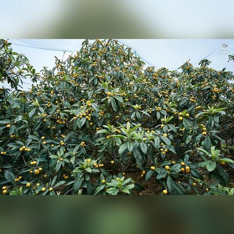 [苏州水果特产图片]长尾关键词有什么