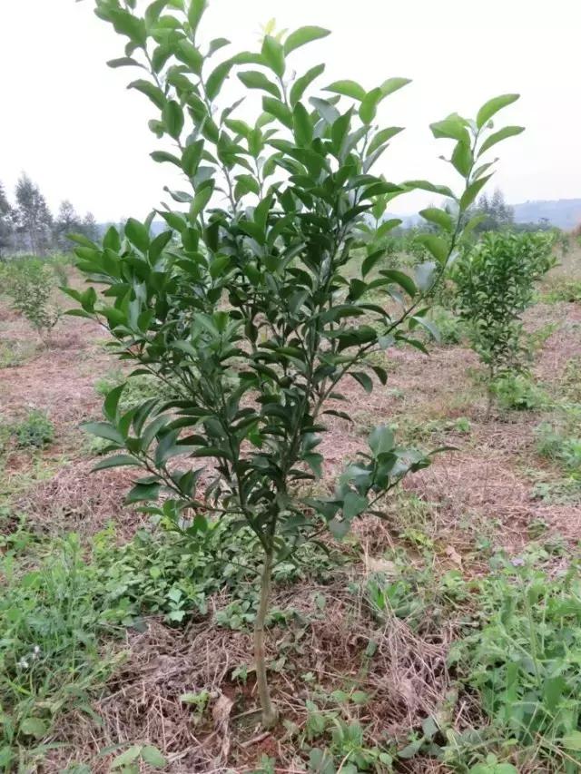 柑橘種植手藝新辦法_中藥材吳茱萸需要若何種植呢