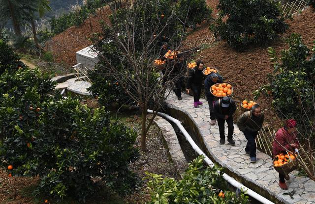 山河柑橘種植手藝_CK永久淡噴式男士香水介紹