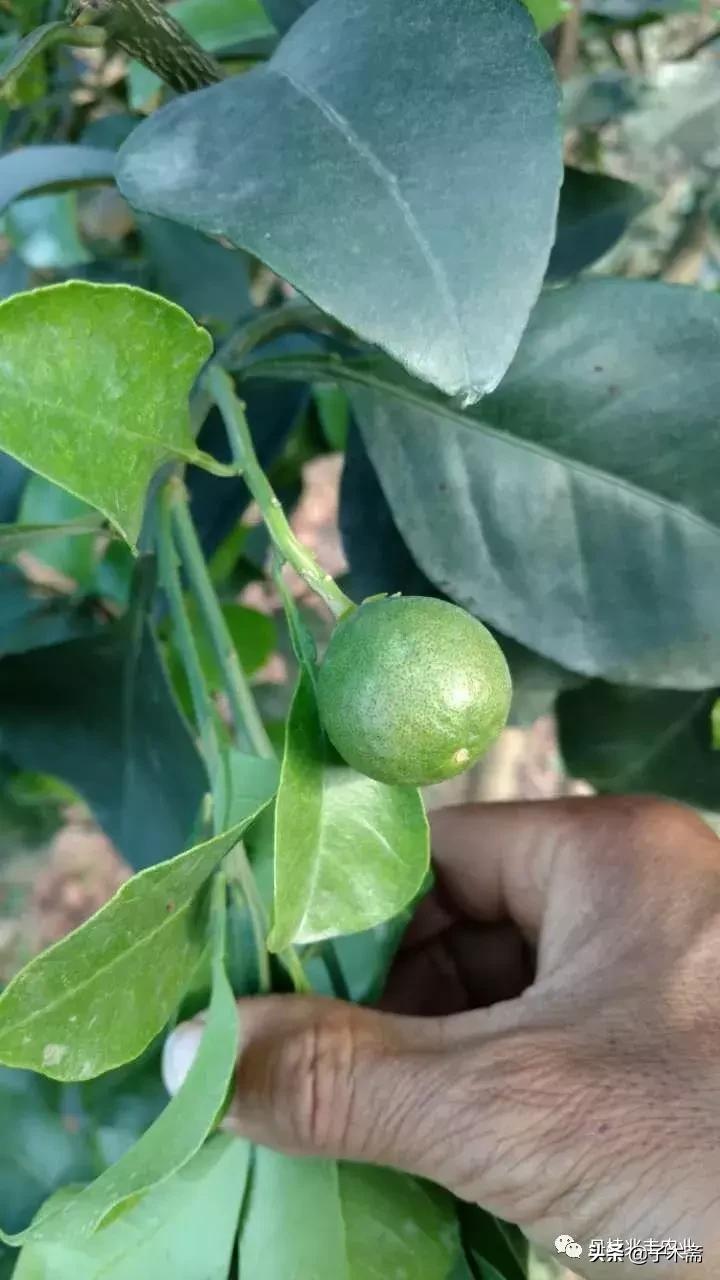 柑橘幼果沙皮病图片（夏天果树应该用哪些杀菌剂）