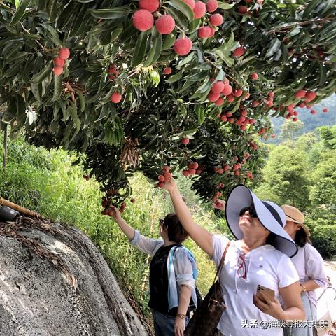 厦门早熟的相关长尾关键词有哪些