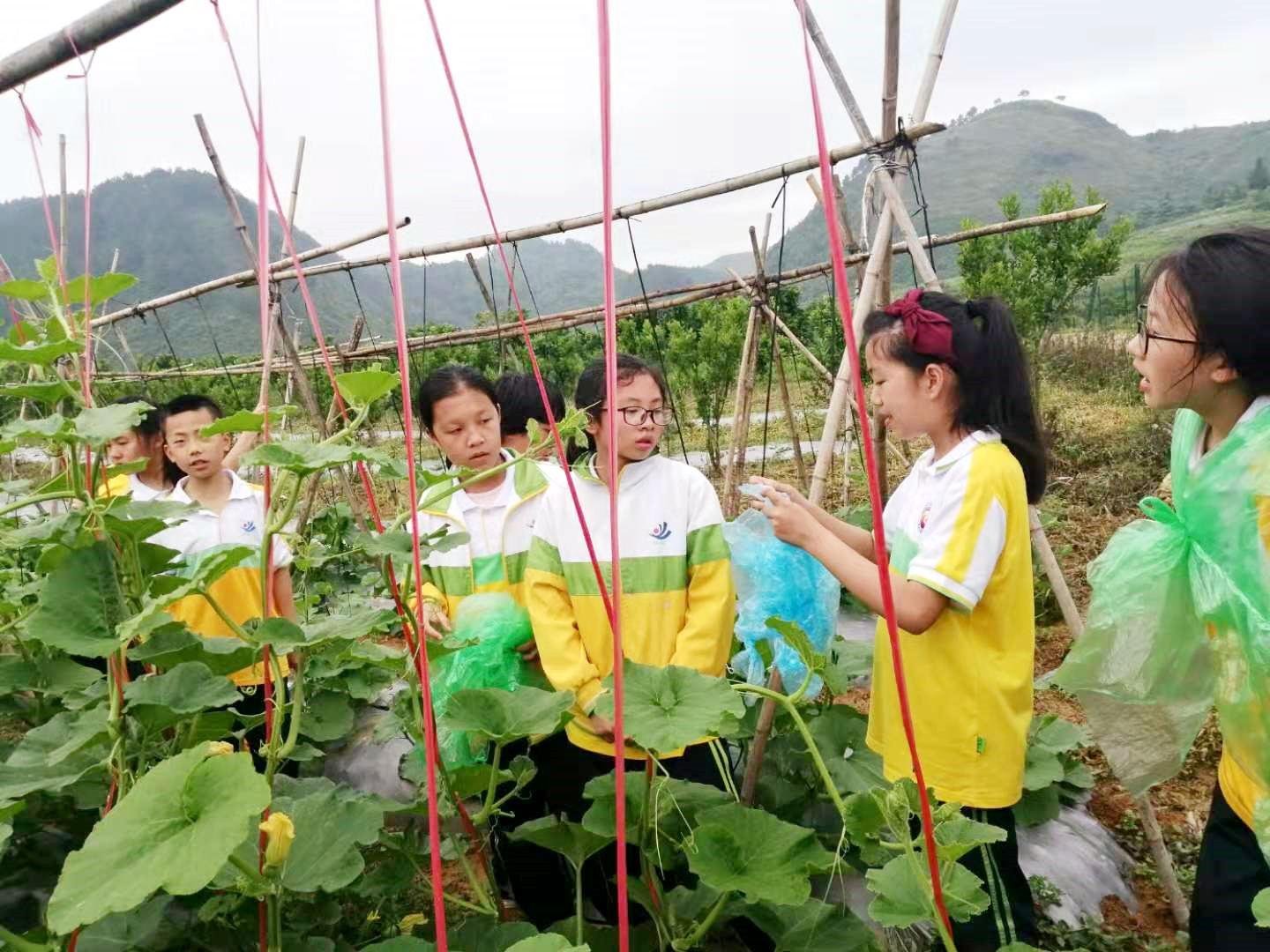 凱里柑橘種植手藝視頻教程_貴州農人應該往哪方面種植才有開展前途