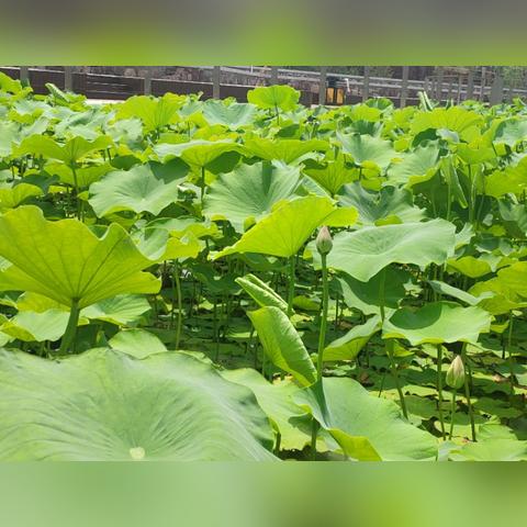 石家庄市龙泉花园放假的长尾关键词有什么