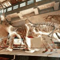 关于上海自然博物馆在哪里相关关键词有哪些